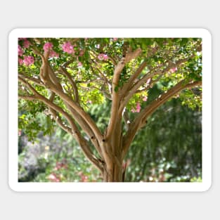 Pink Crape Myrtle Sticker